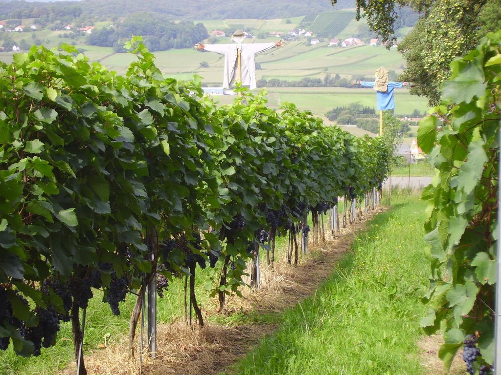 Appartement Weingut Schoberhof Bad Gleichenberg Quarto foto